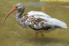 white ibis